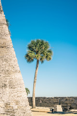 Palm Tree Growing Along the Side of the Stone Wall of  a Fort