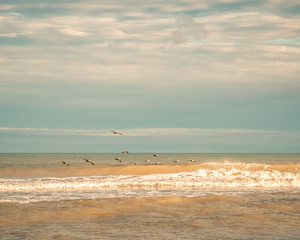 Pelicans Flying Over Ocean Waves in Golden Light