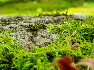 Moss on the stone in macro photography