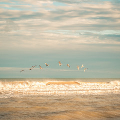 Pelicans Flying in a Circle Over Ocean Waves in Golden Light