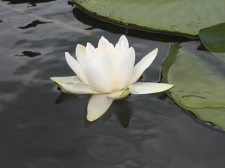 Seerosenblüte © Clarini