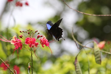 Tropical butterfly