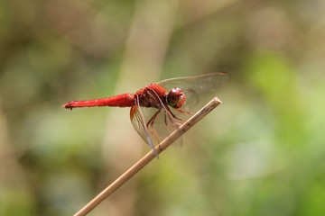 Tropical dragonfly