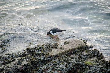 Huîtrier pie , oiseau noir et blanc .