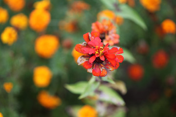 Cravos túnicos carcomidos 