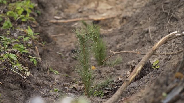 Small pine seedlings in ground. Restoration of forest plantations by new plantings. Young pine growing. Plant growing. Young sprouts of pine growing in forest