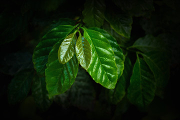 Top of coffee leaves closeup. The young shoots of coffee tree.