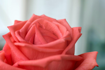 Fototapeta premium Close up of a scarlet rose flower.