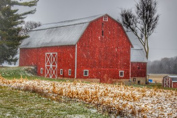 Shoemaker Road's Winter Reds  © Sheryl L Sutter