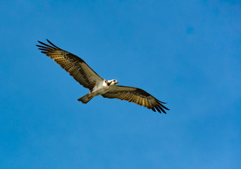 Fototapeta na wymiar Osprey Fishing Eagle flying above Lake Acworth in Acworth Georgia.