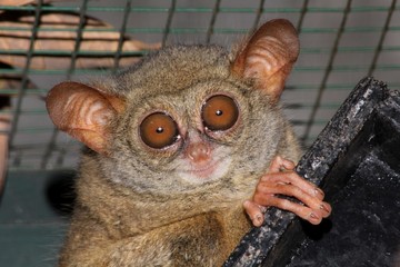 Tiny tarsier monkey
