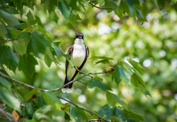 Eastern Kingbird on branch at Lake Acworth in Georgia.