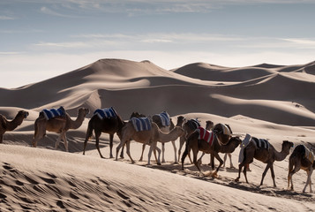 Camel Caravan and Sand Dunes, Sahara Desert, Morocco