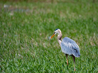 Great  Blue Heron fishing in long grass at Lake Acworth Georgia.