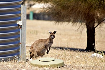 Fototapeta neugieriges Känguru obraz