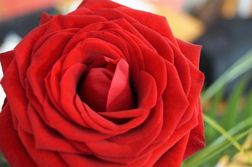 red rose on a black background