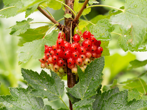 Rote Johannisbeeren mit Bl&auml;ttern am Strauch mit Wassertropfen / Rote Johannisbeere (Ribes rubrum), Garten-Johannisbeere / Rote Ribisel
