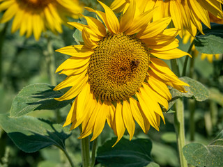 Beautiful yellow sunflowers in Provence with green leaves and blue sky in background.