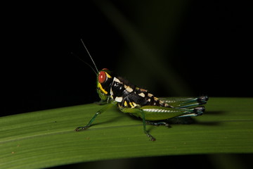 Tropical grasshopper