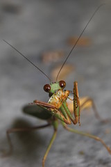 Tropical mantis eating a bug