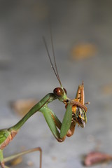 Tropical mantis eating a bug