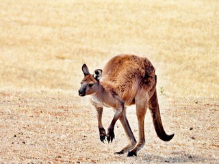 Känguru hüpft von rechts nach links