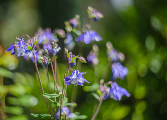 Close up of an Aquilegia Canadensis or blue columbine in full bloom in my garden.
