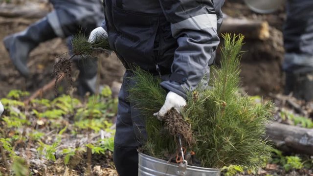 Planting forests manually. Reforestation on the planet. Working process of planting a tree. Planting forests manually. Reforestation on the planet. A forest worker is planting a tree.