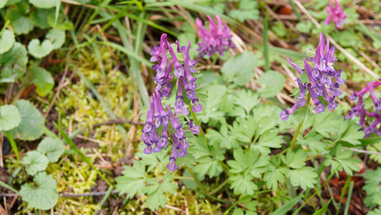 Obraz premium (Corydalis solida) Gefingerte Lerchensporn mit blasslila, hellrot bis zu stumpfem Purpurrot Blütenkronblätter