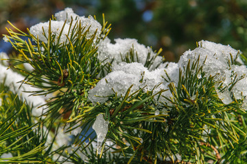 Pine branch with the remains of snow close-up on a frosty March day.