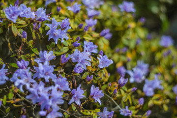 Fototapeta premium Nature background with whild, violet rhododendron in park.