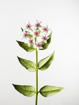 Close up of flowers