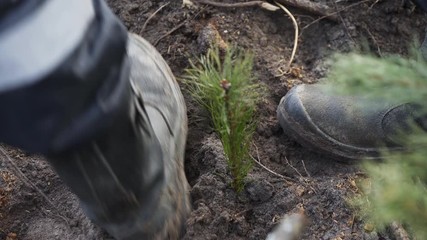 Planting forests manually. Reforestation on the planet. Working process of planting a tree. Planting forests manually. Reforestation on the planet. A forest worker is planting a tree.
