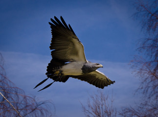 A wonderful majestic eagle from the Cordillieres