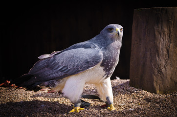 A wonderful majestic eagle from the Cordillieres