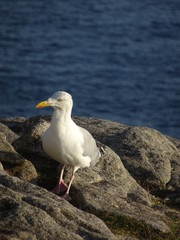 Fototapeta premium Mouette sur un rocher de Bretagne.