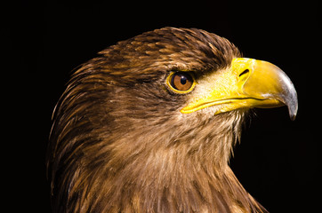 A proud golden eagle as a portrait