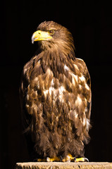 A proud golden eagle as a portrait