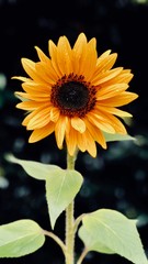 Single yellow orange sunflower in garden with stems and leaves close up macro