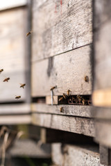 Bienen schwärmen das erste mal nach dem Winter aus Ihrem Bienenstock aus