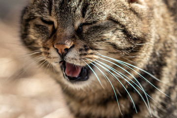 Domestic cat showing his tongue close up