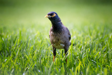 Close Up Myna Bird with Sparkling Eye in Green Grass