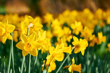 Yellow Daffodils on a green meadow on a sunny day