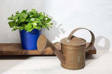 Peppermint on vase and rusty watering can on wooden table. Gardening concept. Copy space