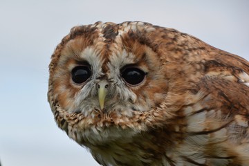 Close up of an owls face.