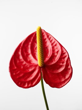 spathiphyllum