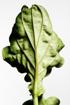 medinilla magnifica