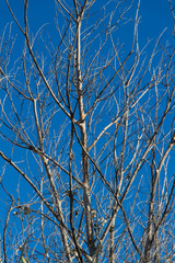 several dry branches tree sky background, several dry branches of a tree tower vertically in the sky, dried tree branches on sky background