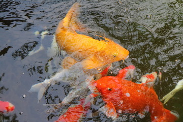 Bright Koi Carps underwater during feeding. Beautiful abstract background