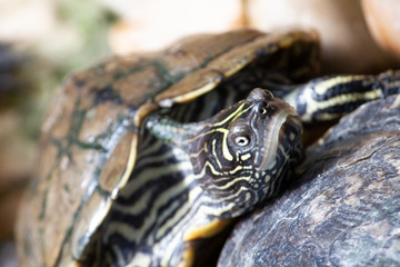 Naklejka premium close up of turtle